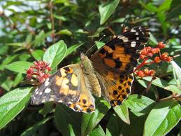 Attēlu rezultāti vaicājumam “Vanessa cardui”