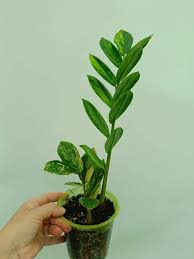 Image result for zamiokulkas