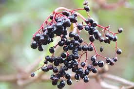Attēlu rezultāti vaicājumam “Sambucus nigra fruit”