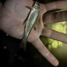 Image result for Minytrema melanops