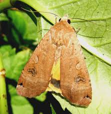 Attēlu rezultāti vaicājumam “Noctua pronuba”