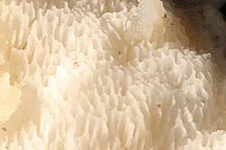 Attēlu rezultāti vaicājumam “Climacocystis borealis”