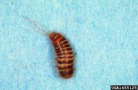 Attēlu rezultāti vaicājumam “Anthrenus sp. larva”