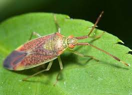 Attēlu rezultāti vaicājumam “Pantilius tunicatus imago”