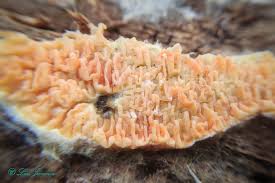 Attēlu rezultāti vaicājumam “Leucogyrophana sororia”