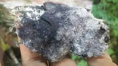 Attēlu rezultāti vaicājumam “Nectriopsis violacea”