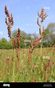 Attēlu rezultāti vaicājumam “Rumex acetosa flower”