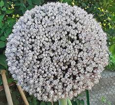 Attēlu rezultāti vaicājumam “Allium cepa flower”