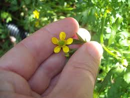 Attēlu rezultāti vaicājumam “Ranunculus polyanthemos”