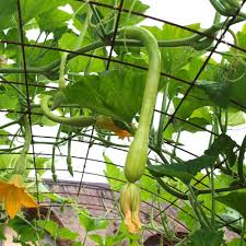 Image result for tromboncino