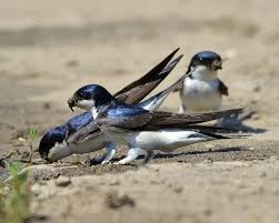 Attēlu rezultāti vaicājumam “Delichon urbicum juvenile”