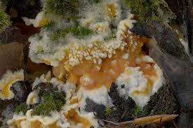 Attēlu rezultāti vaicājumam “Leucogyrophana mollusca”