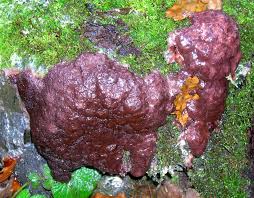 Attēlu rezultāti vaicājumam “Brefeldia maxima plasmodium”