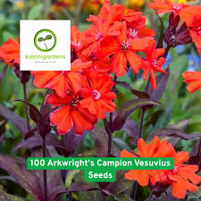 Attēlu rezultāti vaicājumam “Silene x arkwrightii Vesuvius”