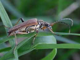 Attēlu rezultāti vaicājumam “Stenocorus meridianus”