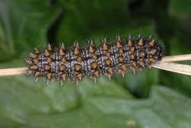 Attēlu rezultāti vaicājumam “Melitaea diamina”