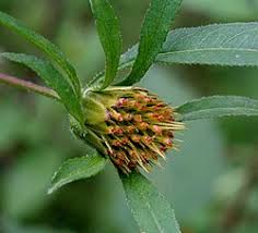 Attēlu rezultāti vaicājumam “Bidens tripartita fruit”