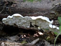 Attēlu rezultāti vaicājumam “Skeletocutis nivea”