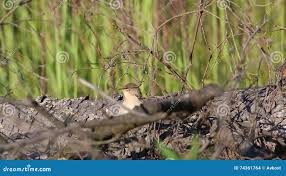 Image result for Hippolais caligata