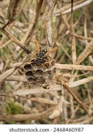 Attēlu rezultāti vaicājumam “Polistes nimpha”
