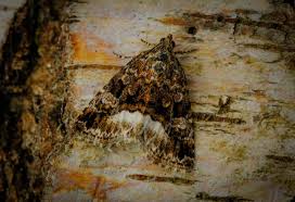 Attēlu rezultāti vaicājumam “Protodeltote pygarga”