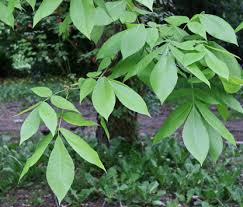 Attēlu rezultāti vaicājumam “Carya ovata leaf”