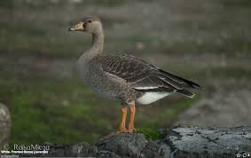 Attēlu rezultāti vaicājumam “Anser albifrons adult”