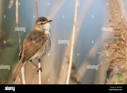 Image result for Acrocephalus agricola