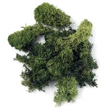 Attēlu rezultāti vaicājumam “Cetraria islandica”