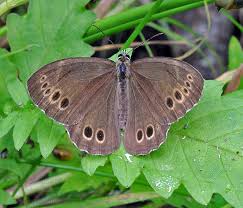 Attēlu rezultāti vaicājumam “Lopinga achine”