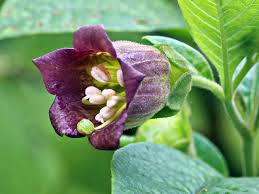 Image result for beladona