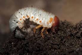 Attēlu rezultāti vaicājumam “Oryctes nasicornis larva”