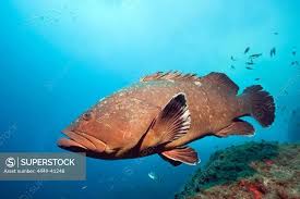 Image result for Epinephelus marginatus