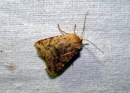 Attēlu rezultāti vaicājumam “Conistra rubiginea”