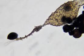 Attēlu rezultāti vaicājumam “Diderma chondrioderma sessile”