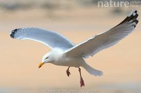 Attēlu rezultāti vaicājumam “Larus argentatus adult”
