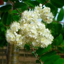 Attēlu rezultāti vaicājumam “Sorbus aucuparia flower”