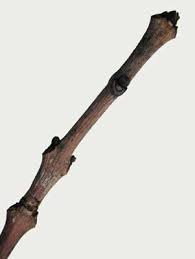 Attēlu rezultāti vaicājumam “Gleditsia triacanthos bud”