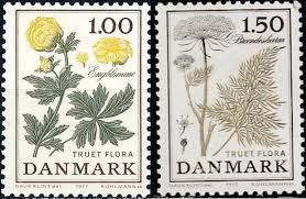 Attēlu rezultāti vaicājumam “Cnidium dubium leaf”