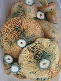 Attēlu rezultāti vaicājumam “Lactarius deliciosus”