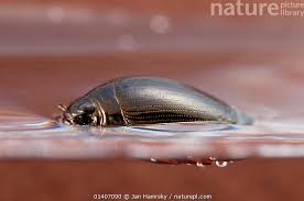 Attēlu rezultāti vaicājumam “Gyrinidae”