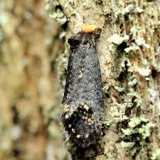 Attēlu rezultāti vaicājumam “Tineidae”