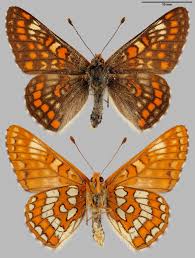 Attēlu rezultāti vaicājumam “Euphydryas maturna”