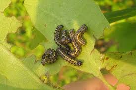 Attēlu rezultāti vaicājumam “Orthosia miniosa imago”