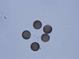 Attēlu rezultāti vaicājumam “Licea minima”