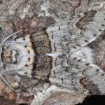 Attēlu rezultāti vaicājumam “Furcula bifida”