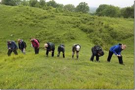 Attēlu rezultāti vaicājumam “Herminium monorchis fruit”