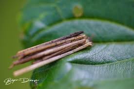 Attēlu rezultāti vaicājumam “Psyche casta larva”