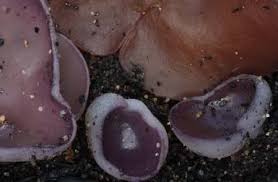 Attēlu rezultāti vaicājumam “Stemonitopsis amoena spores”