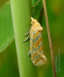 Attēlu rezultāti vaicājumam “Aethes margaritana”